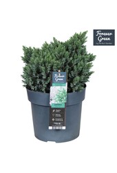 Juniperus squamata Blue Star P19