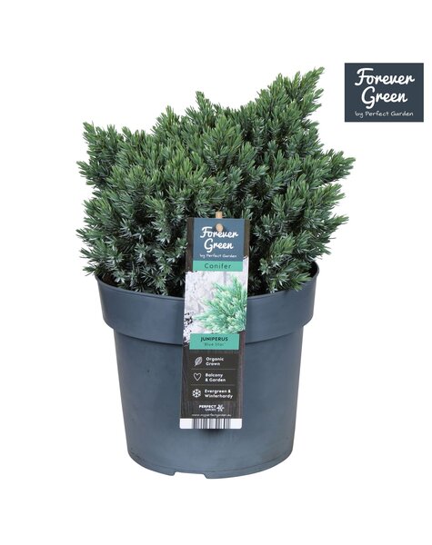 Juniperus squamata Blue Star P19