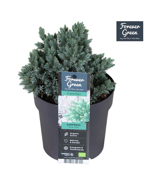 Juniperus squamata Blue Star P14