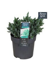 Juniperus squamata Blue Star P14