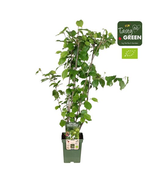 Corylus avellana Pearsons Prolific Bio P23