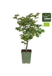 Corylus avellana Pearsons Prolific Bio P23