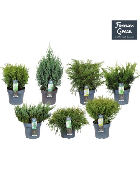 Koniferen-Mix-Tray P19