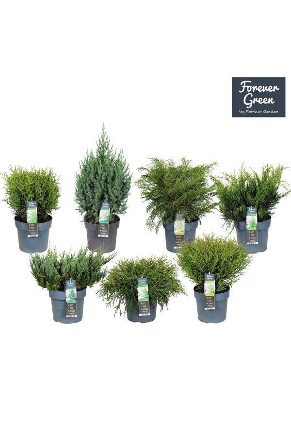 Koniferen-Mix-Tray P19