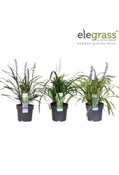 Liriope Mix-Tray P14