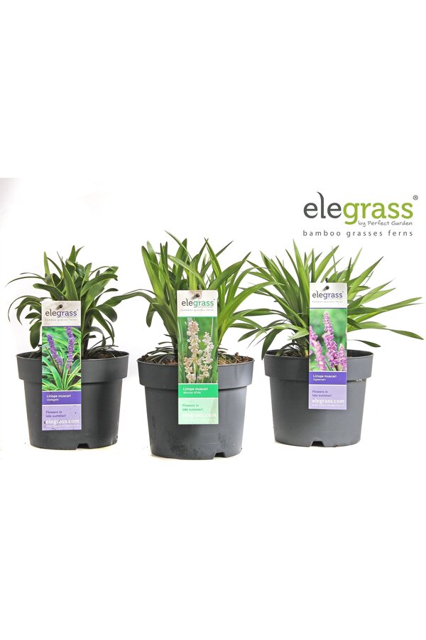 Liriope Mix-Tray P14