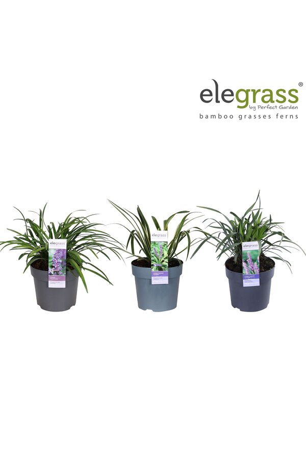 Liriope Mix-Tray P14