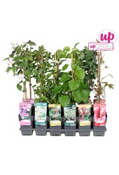 Kletterpflanzen Mix Tray Value P12