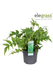 Cyrtomium fortunei Clivicola P14