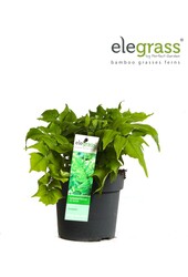 Cyrtomium fortunei Clivicola P14