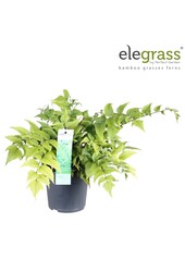 Cyrtomium fortunei Clivicola P14