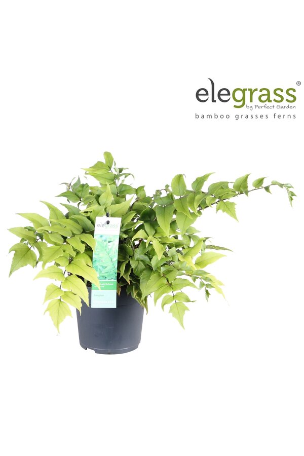 Cyrtomium fortunei Clivicola P14