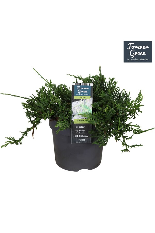 Juniperus horizontalis Wiltonii P14