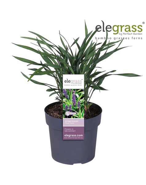 Liriope muscari Royal Purple P19