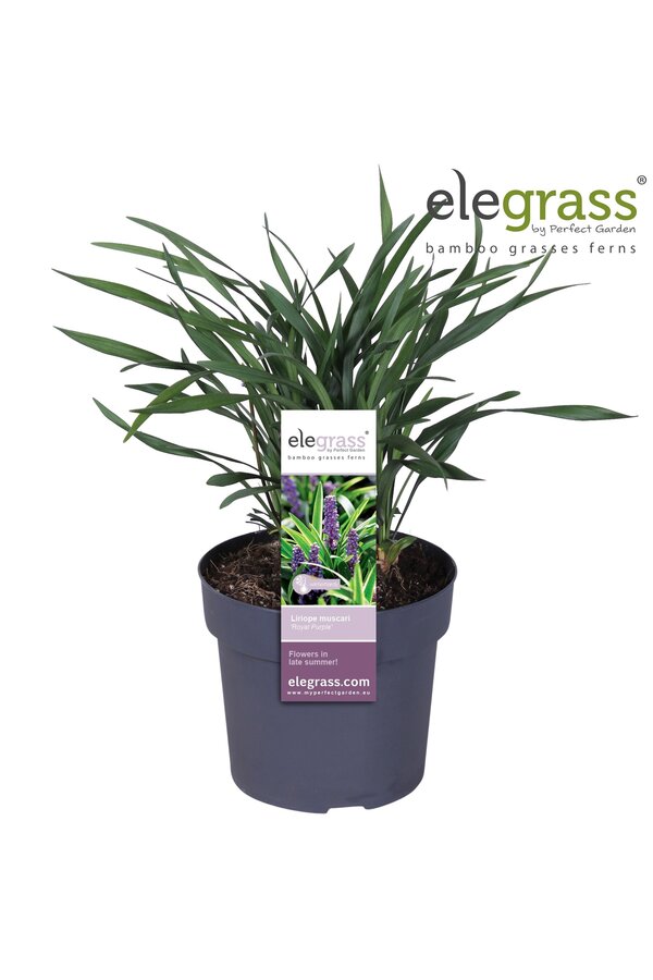 Liriope muscari Royal Purple P19