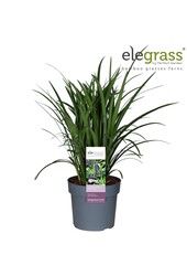 Liriope muscari Royal Purple P19