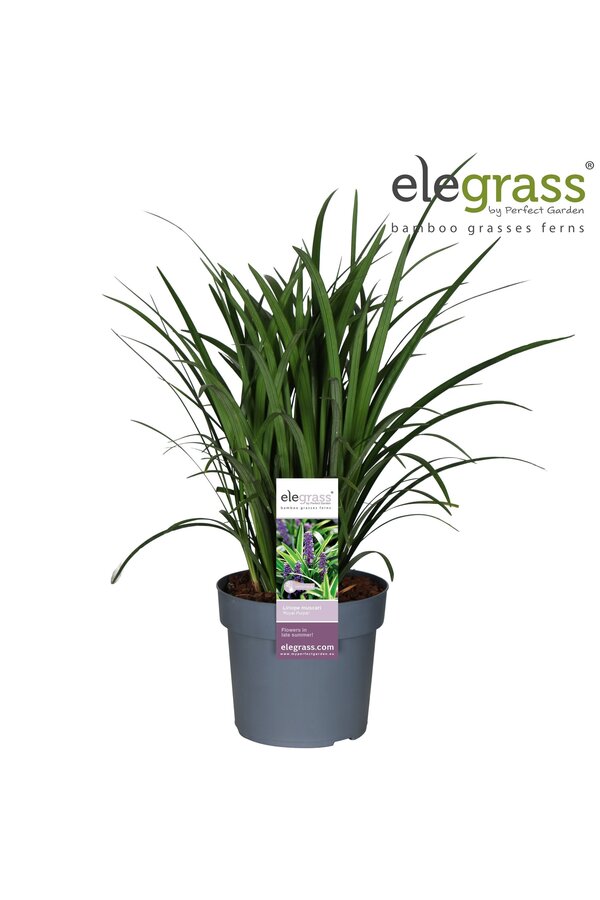 Liriope muscari Royal Purple P19