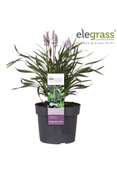 Liriope muscari Royal Purple P19