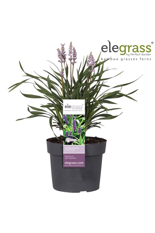 Liriope muscari Royal Purple P19