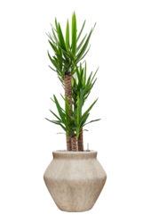 Yucca im Mineral-Topf