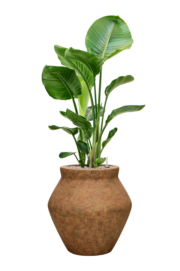 Strelitzia im Mineral-Topf