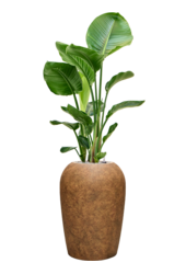 Strelitzia in Mineral Vase