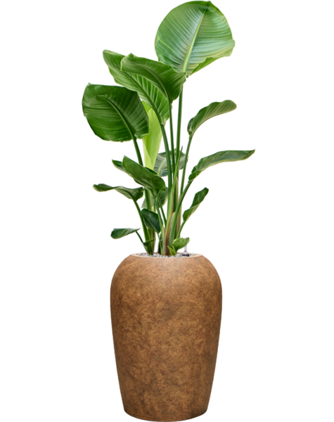 Mineral | Strelitzia