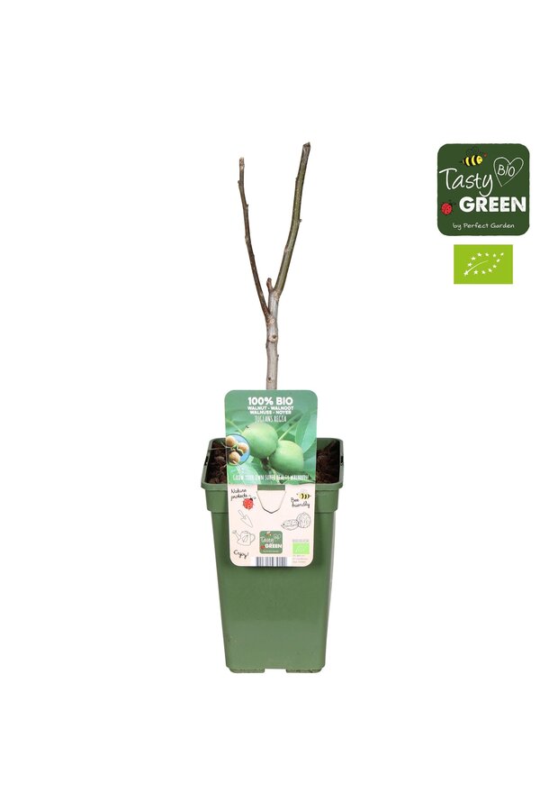 Juglans Regia Bio P19