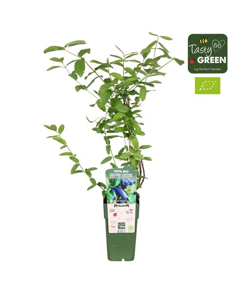 Lonicera kamtschatica Duet Bio P15