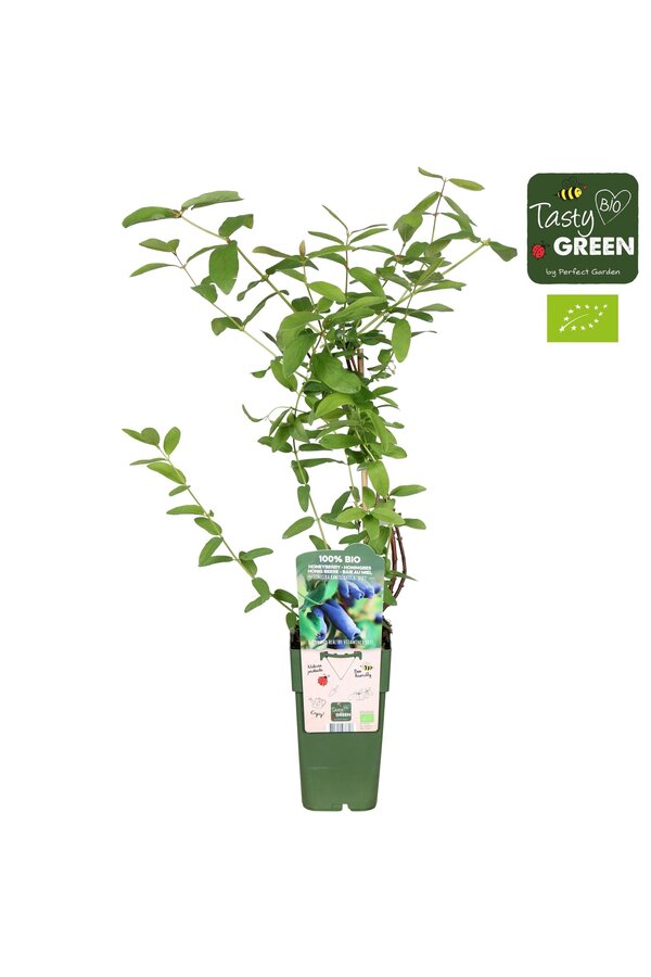 Lonicera kamtschatica Duet Bio P15