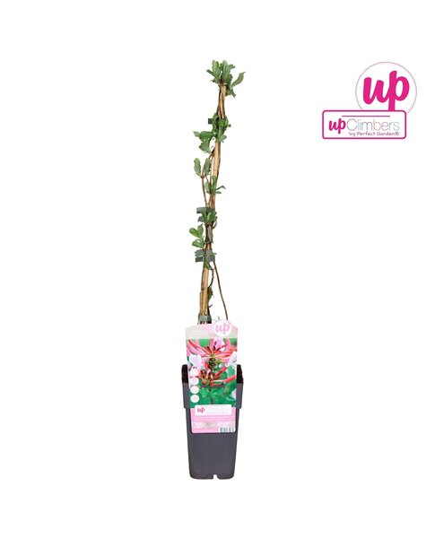 Lonicera periclymenum Serotina P15