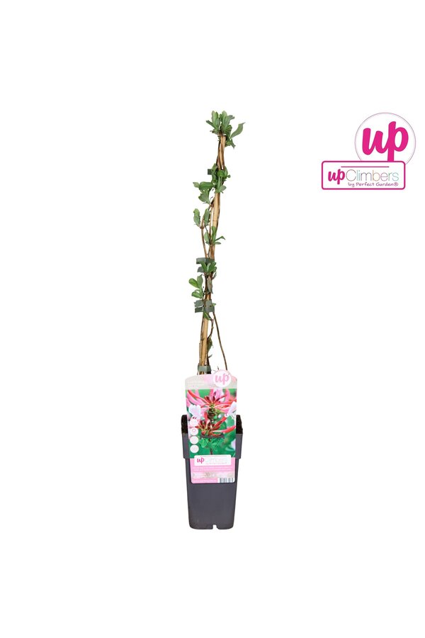 Lonicera periclymenum Serotina P15