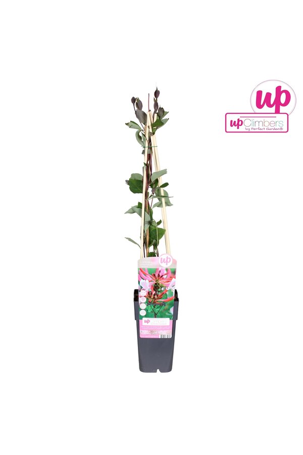 Lonicera periclymenum Serotina P15