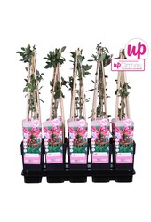 Lonicera periclymenum Serotina P15