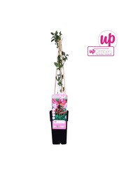 Lonicera periclymenum Serotina P15