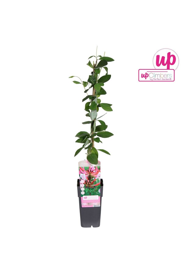 Lonicera periclymenum Serotina P15