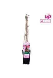 Lonicera periclymenum Serotina P15