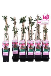 Lonicera periclymenum Serotina P15