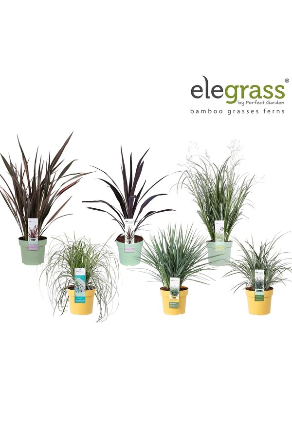 Gräser-Mix-Tray - Elegrass Super-Easy-Care P19