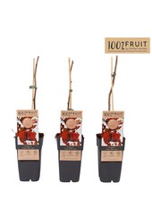 Corylus Rote Zellernuss P15