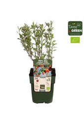 Lycium barbarum Princess Tao® Bio P13