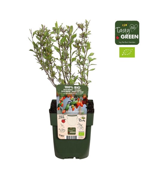 Lycium barbarum Princess Tao® Bio P13