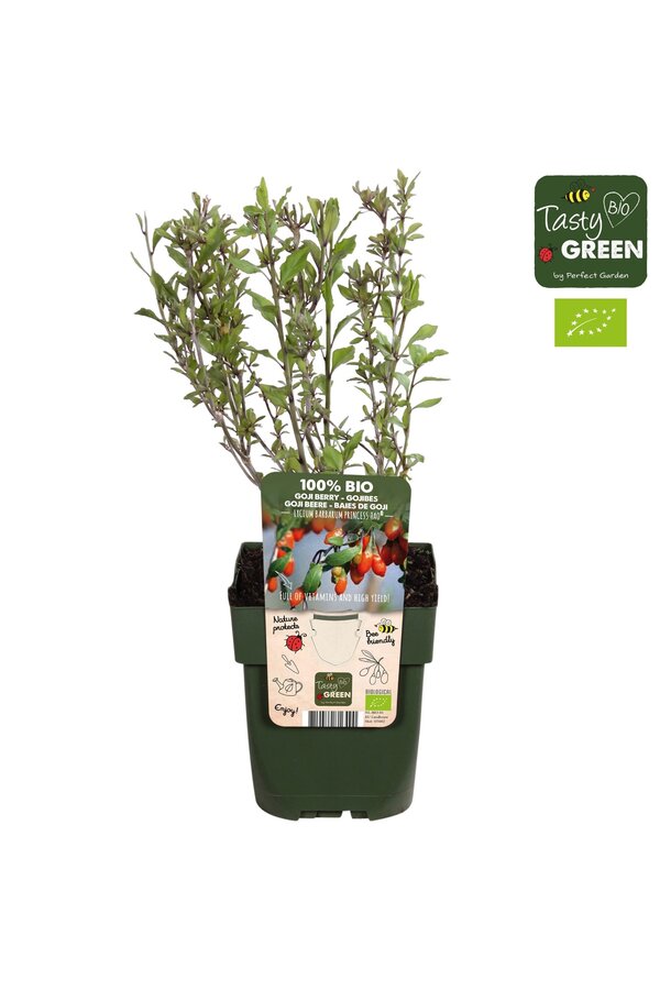 Lycium barbarum Princess Tao® Bio P13