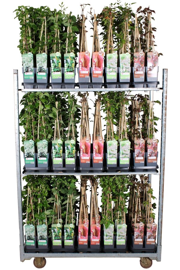 Kletterpflanzen Mix Tray Standard P15