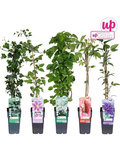 Kletterpflanzen-Mix-Tray komplett P15