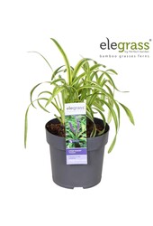 Liriope muscari Variegata P14