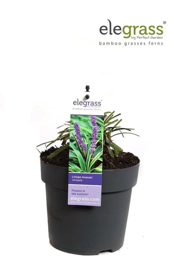 Liriope muscari Variegata P14