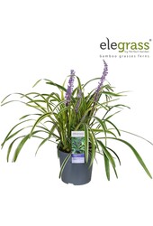 Liriope muscari Variegata P14