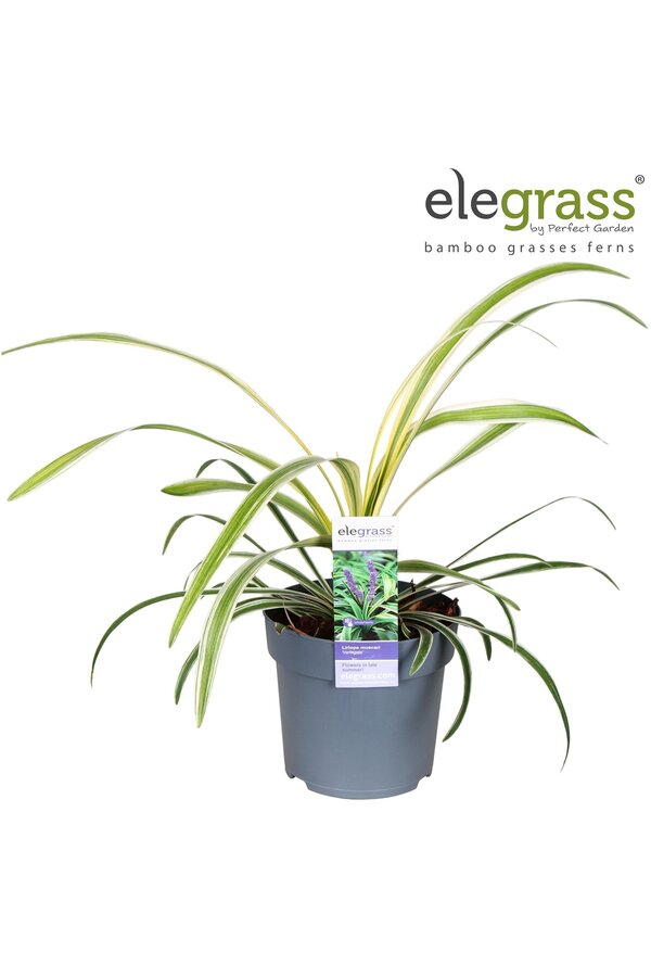 Liriope muscari Variegata P14