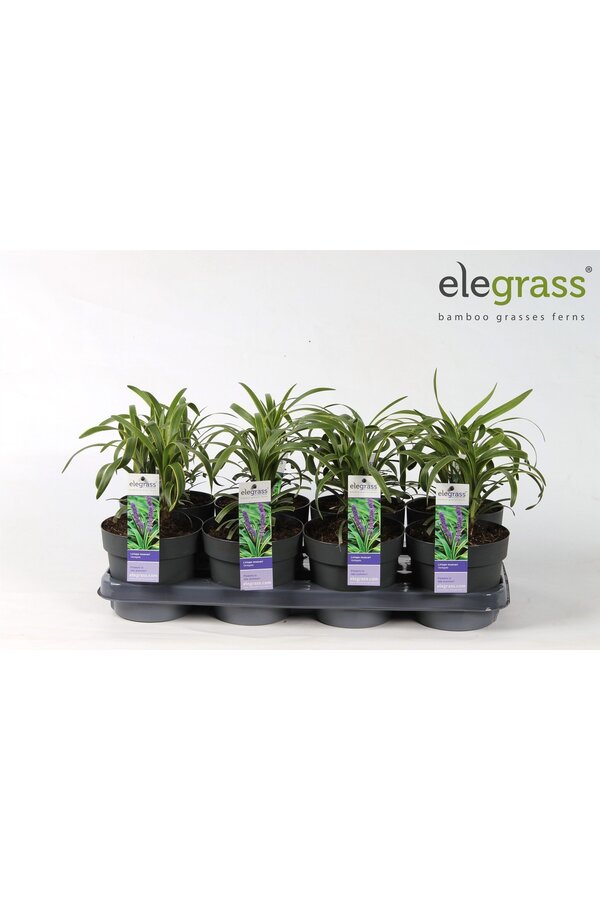 Liriope muscari Variegata P14